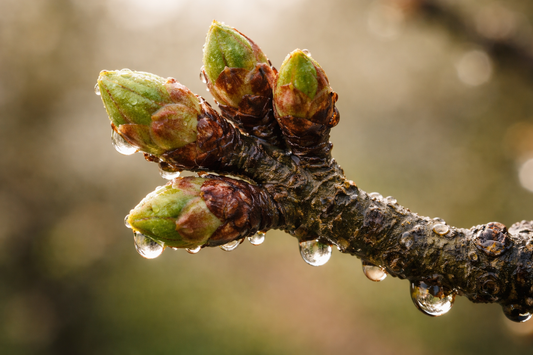 La macération d'ail : le premier traitement à ne pas manquer au débourrement