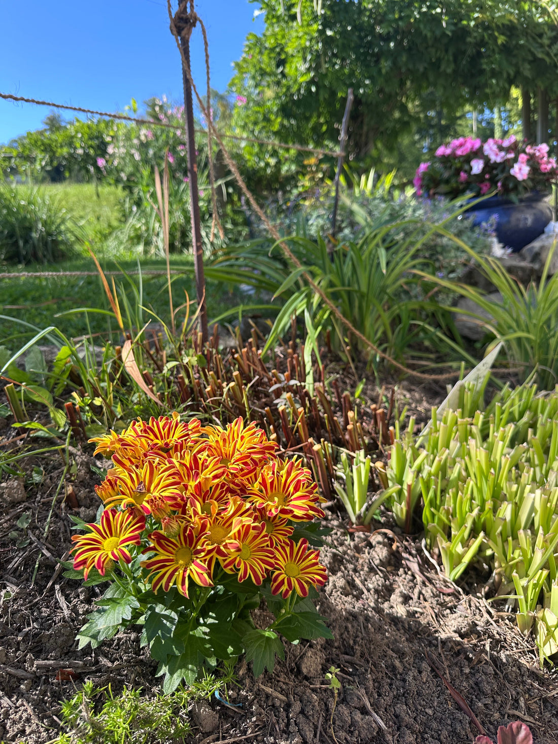 Comment reconnaître un sol vivant grâce à quelques observations simples